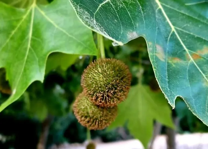 Quinta De Loubite By Sweethomes * לגואה