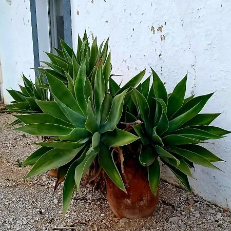 Quinta De Loubite Gospodarstwo agroturystyczne