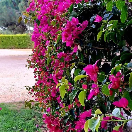 Quinta De Loubite * Lagoa (Algarve)