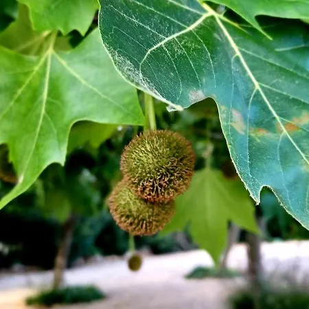 Quinta De Loubite * Lagoa (Algarve)